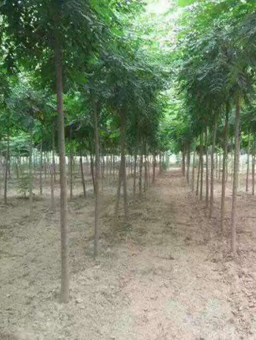 點擊查看詳細信息<br>標題：欒樹 閱讀次數：3226